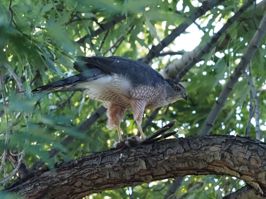 Cooper's Hawk from Gunbarrel, Boulder, CO, USA on August 16, 2023 at 07 ...