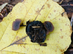 Ciboria