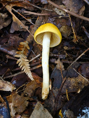 Cortinarius lewisii