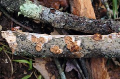 Scytinostroma artocreas