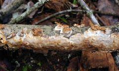 Scytinostroma artocreas