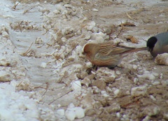 Carpodacus roseus