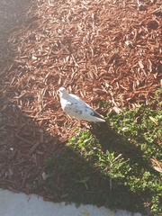 Columba livia domestica