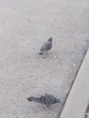 Columba livia domestica