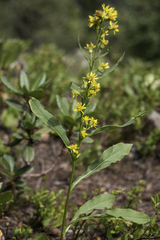 Solidago dahurica