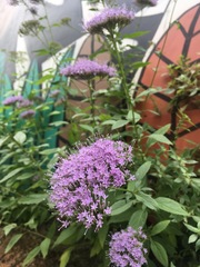 Trachelium caeruleum