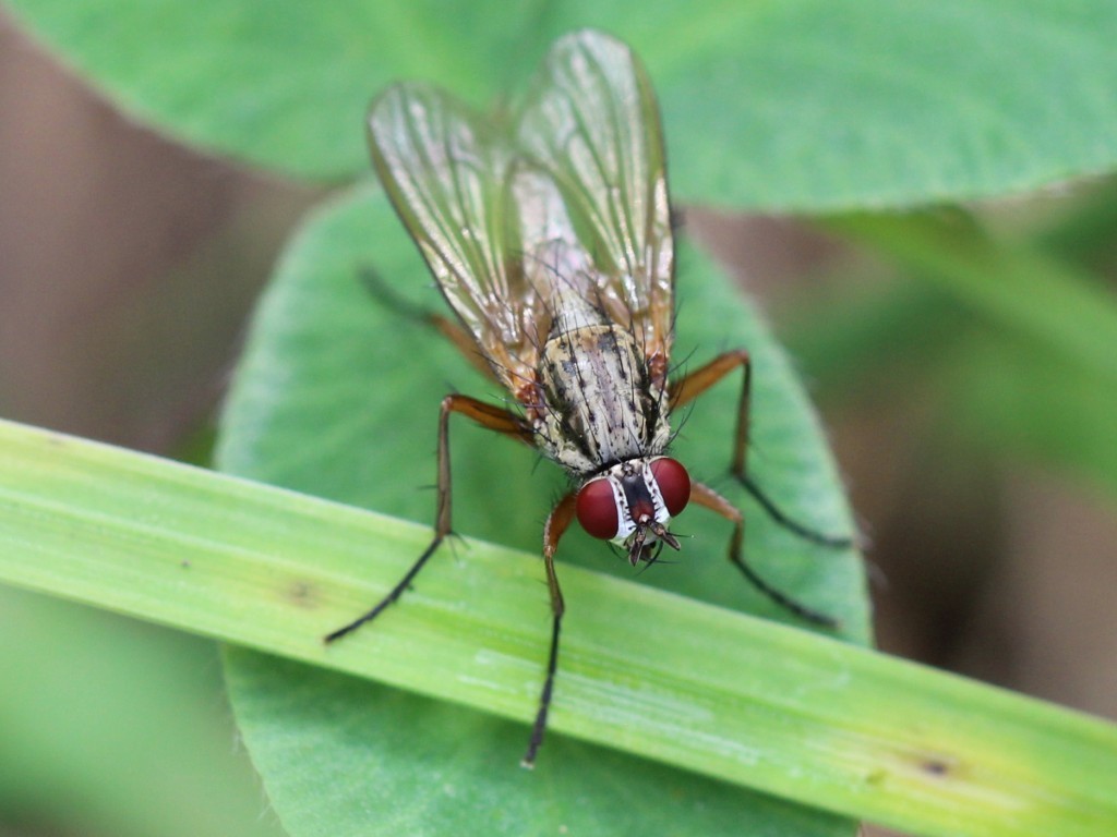Eutrichota praepotens