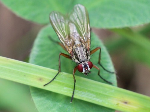 Eutrichota praepotens