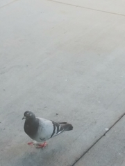 Columba livia domestica
