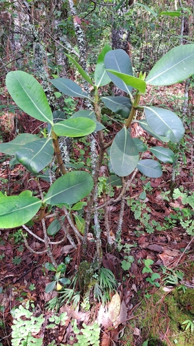 Clusia salvinii, photograph 1