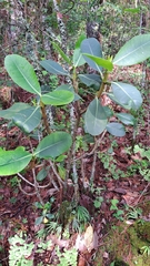 Clusia salvinii