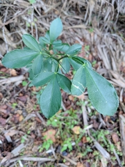 Citrus trifoliata image