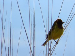 Emberiza bruniceps