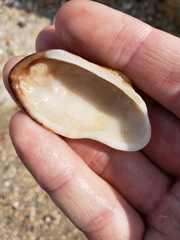 Barbatia barbata