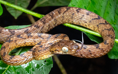 Beddome's Cat Snake photo 2
