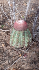 Melocactus zehntneri