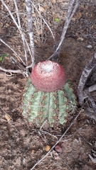 Melocactus zehntneri