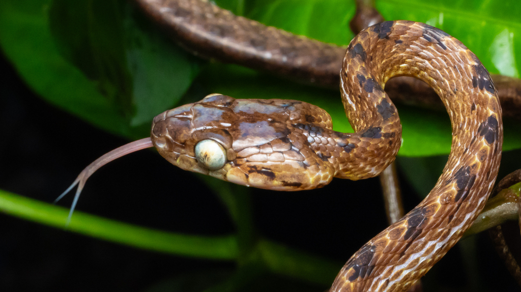 Beddome's Cat Snake