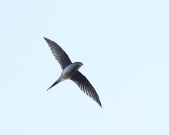 Hemiprocne longipennis