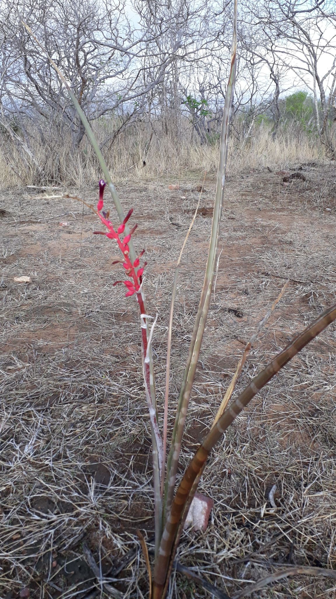 Neoglaziovia variegata