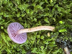 Laccaria laccata (Laccaria laccata)