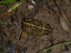 Ranoidea longipes