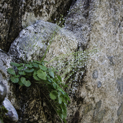 Micranthes nelsoniana aestivalis