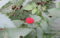 Image of Rubus rosifolius