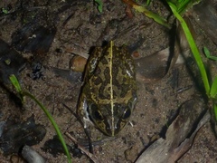Ranoidea longipes