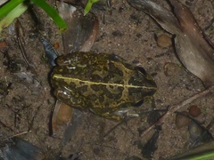 Ranoidea longipes