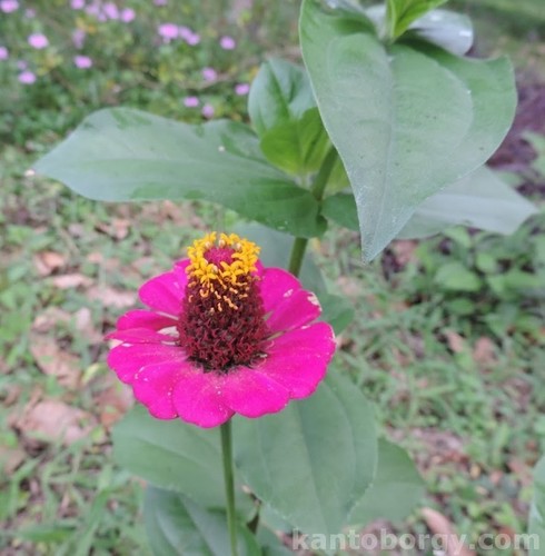 Zinnia elegans image