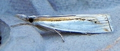 Crambus girardellus