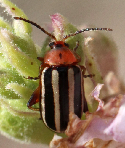 Pigweed Flea Beetle photo 4