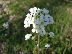 Capsella grandiflora
