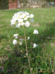 Capsella grandiflora