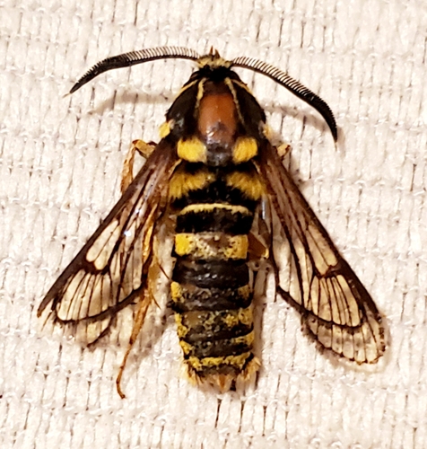 American Hornet Moth photo 2