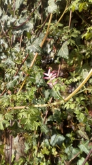 Fumaria muralis boraei