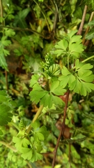 Fumaria muralis boraei