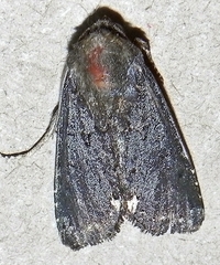 Melanchra assimilis