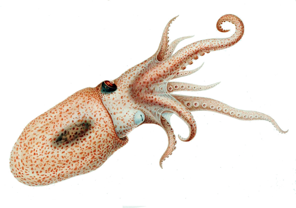 Pelagic Octopuses