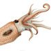 Pelagic Octopuses - Photo Ewald Rübsamen, no known copyright restrictions (public domain)