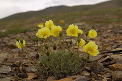 Papaver mcconnellii
