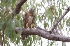 Red Goshawk photo 2