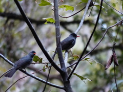 Hypsipetes madagascariensis