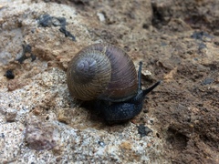 Xerarionta intercisa