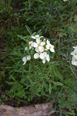 Erysimum franciscanum