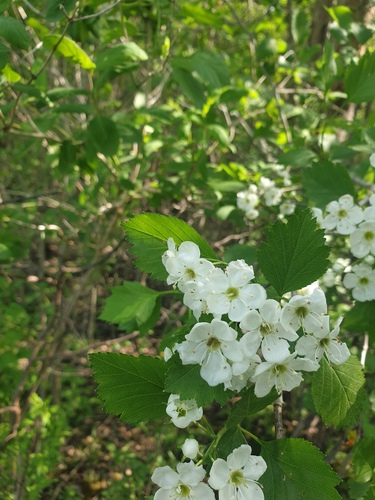 Dodge's Hawthorn (Crataegus dodgei)