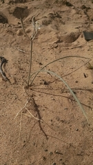 Androstephium breviflorum