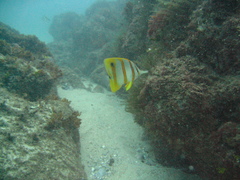 Chelmon rostratus