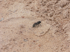 Stictia